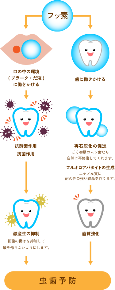 フッ素の虫歯予防の働き　歯に働きかけ、再石灰化の促進とフルオロアパタイトの生成を行い、歯質を強化する。　口の中の環境に働きかけ、抗酵素作用と抗菌作用により、酸産生の抑制をする